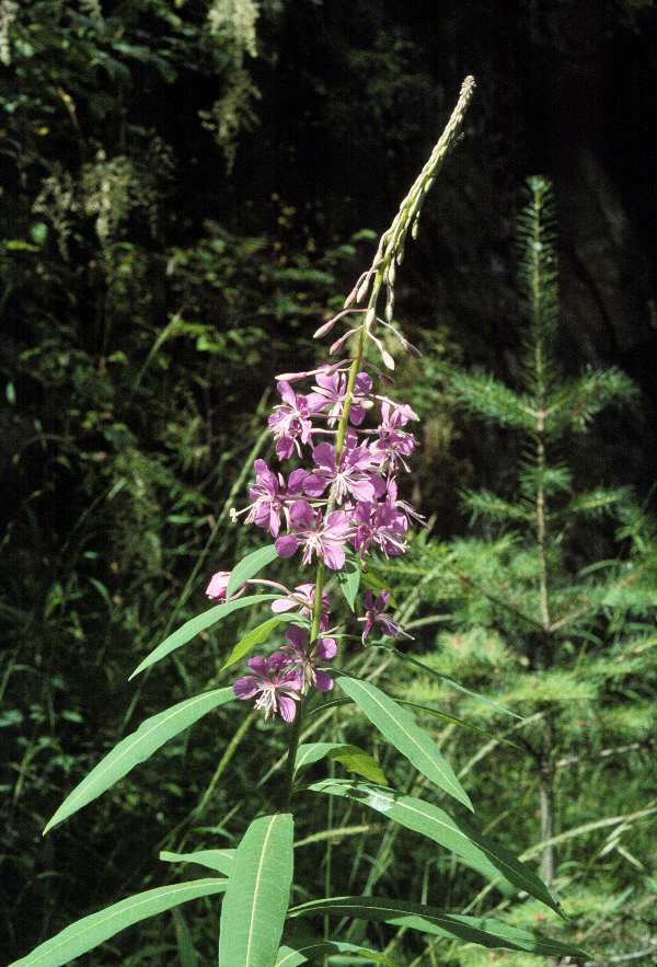  Image name: epilobio4.jpg 
 width: 600 pixel 
 height: 883 pixel 
 Size: 73927 bytes 
 Click to enlarge 